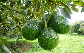 Exportación de aguacate por Urabá